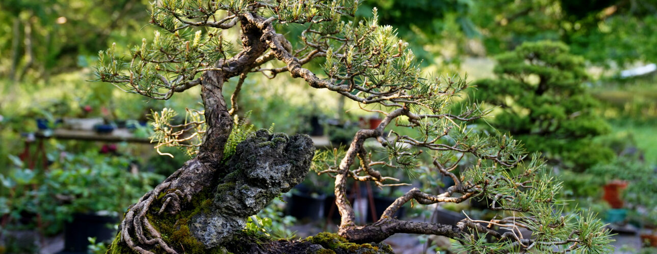 a bonsai tree on a rock